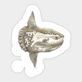 Ocean  sunfish Mola mola for ocean lovers, fishermen and diver Sticker